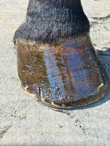 Horse Hoof PASTE & brush applicator 16 oz